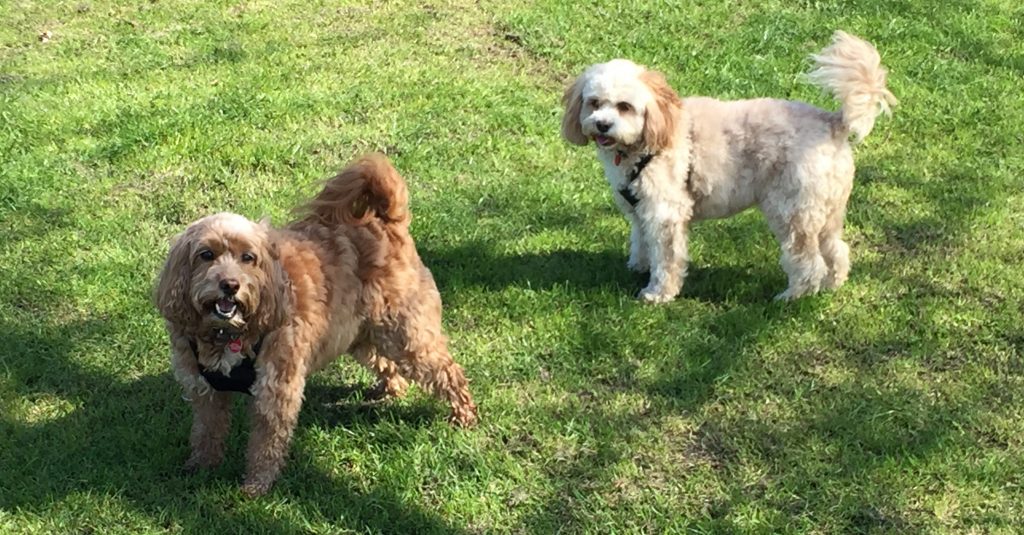 Bella & Buttons in the Sun